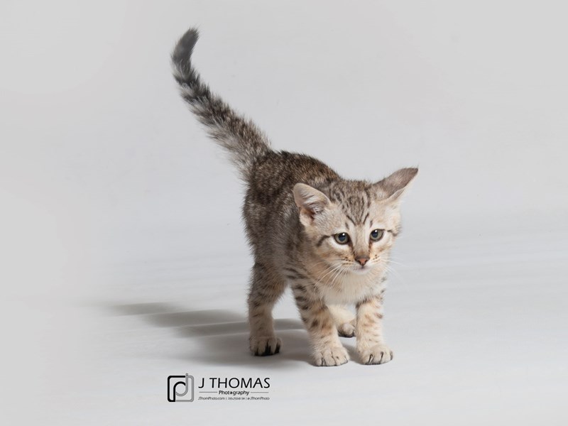 Savannah Cat-CAT-Male-Silver/Blk Spot-3047113-Petland Topeka, Kansas