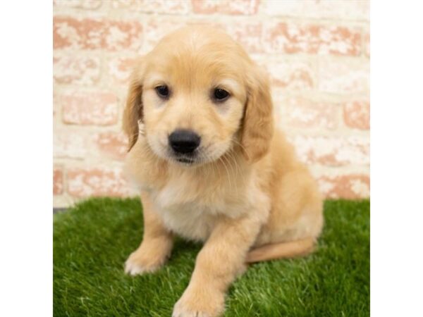 Golden Retriever DOG Female Golden 18518 Petland Topeka, Kansas