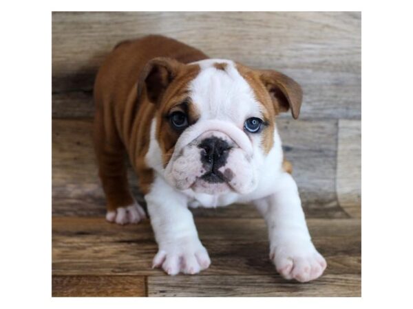 Bulldog DOG Female Red / White 18521 Petland Topeka, Kansas