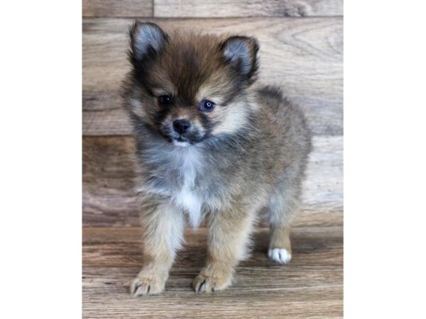 Pomeranian DOG Female Red Sable 18522 Petland Topeka, Kansas