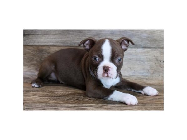 Boston Terrier DOG Female Seal / White 18520 Petland Topeka, Kansas