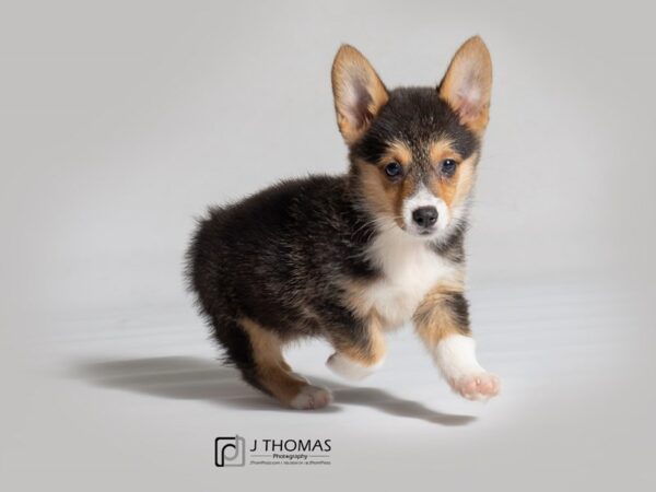 Pembroke Welsh Corgi DOG Female 18523 Petland Topeka, Kansas