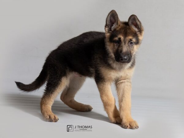 German Shepherd Dog DOG Male Black / Tan 18517 Petland Topeka, Kansas