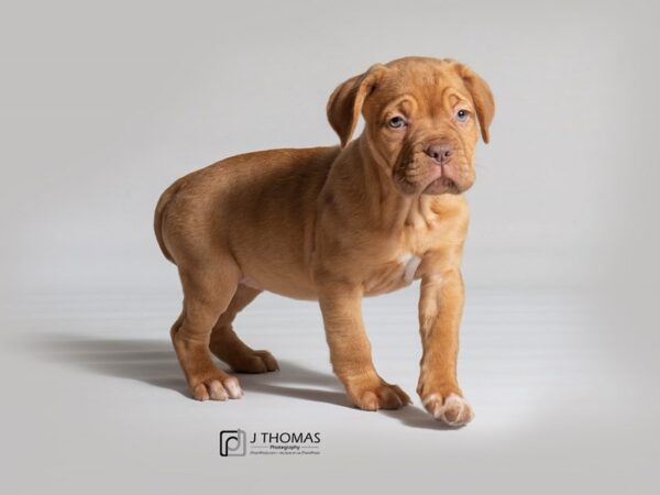 Dogue de Bordeaux DOG Female Red 18514 Petland Topeka, Kansas