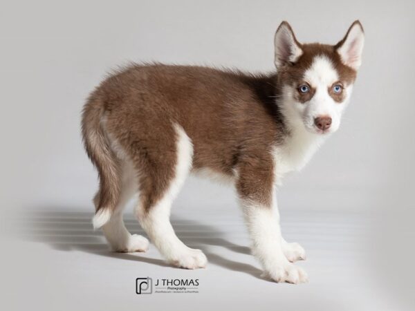 Siberian Husky-DOG-Female-Red / White-18513-Petland Topeka, Kansas