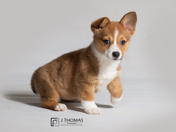 Pembroke Welsh Corgi DOG Female Sable / White 18512 Petland Topeka, Kansas