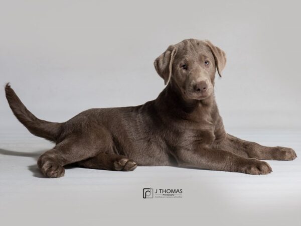 Labrador Retriever-DOG-Female-Silver-18510-Petland Topeka, Kansas