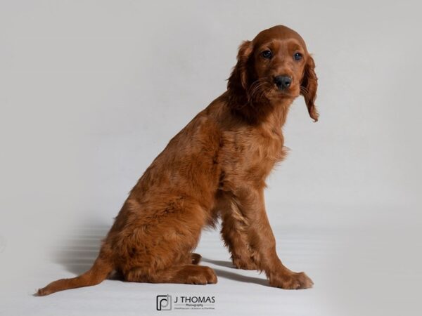 Irish Setter DOG Female Red 18509 Petland Topeka, Kansas