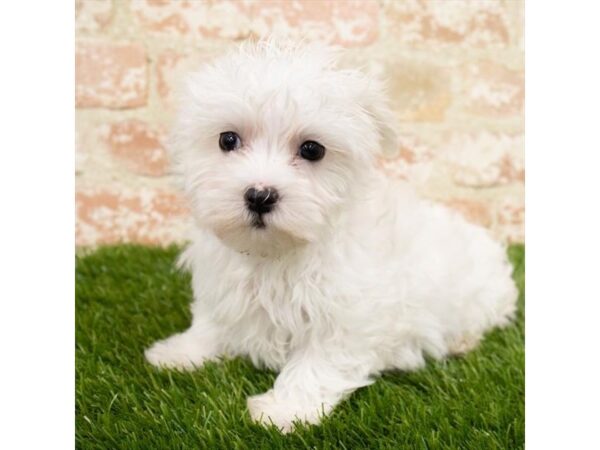 Maltese DOG Female White 18527 Petland Topeka, Kansas