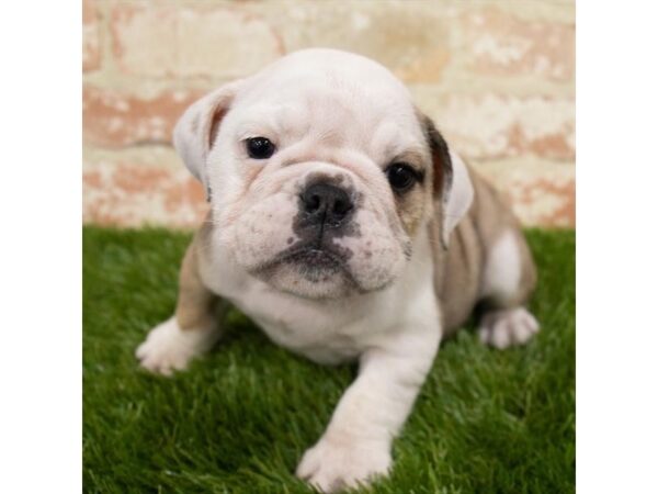 Bulldog DOG Female Fawn 18524 Petland Topeka, Kansas