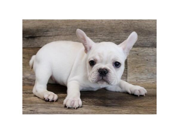 French Bulldog DOG Female Cream 18532 Petland Topeka, Kansas