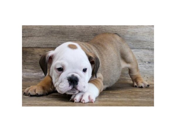 Bulldog-DOG-Male-Red / White-18531-Petland Topeka, Kansas