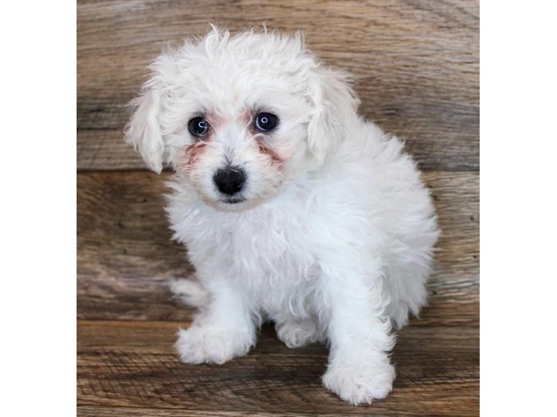 Bichon Frise-DOG-Female-White-3077580-Petland Topeka, Kansas