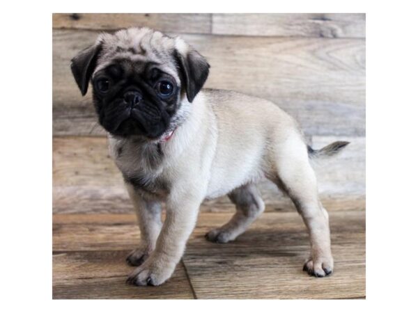 Pug DOG Female Fawn 18540 Petland Topeka, Kansas