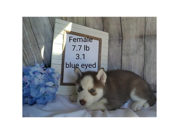 Siberian Husky DOG Female Rust / White 18548 Petland Topeka, Kansas