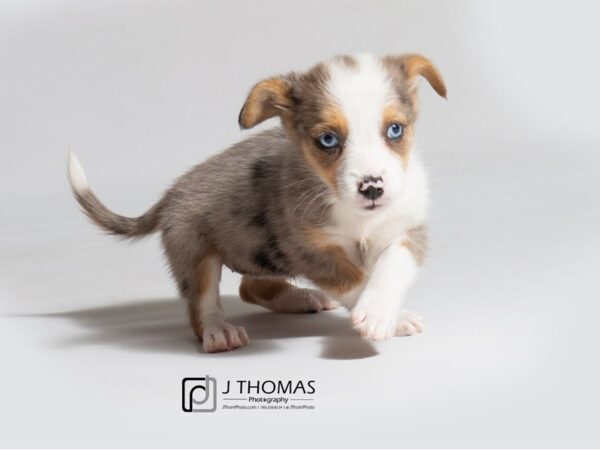 Miniature Australian Shepherd/Pembroke Welsh Corgi DOG Female 18554 Petland Topeka, Kansas