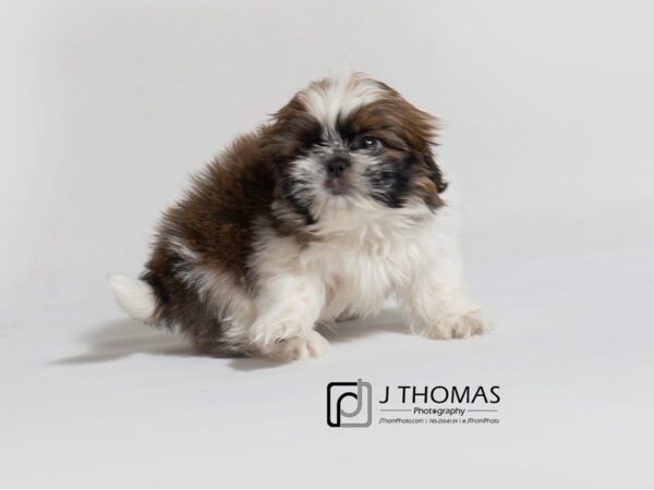 Shih Tzu-DOG-Male--18553-Petland Topeka, Kansas