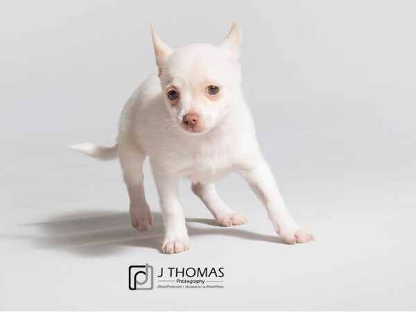 Pomchi DOG Male CREAM/WHT 18552 Petland Topeka, Kansas