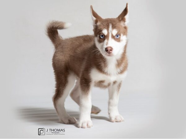 Siberian Husky DOG Female Red / White 18529 Petland Topeka, Kansas