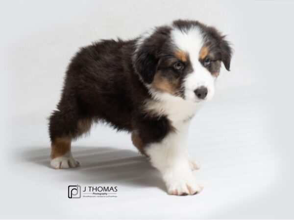 Australian Shepherd DOG Female Black Tan / White 18544 Petland Topeka, Kansas