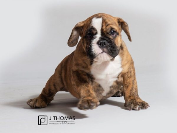 English Bulldog DOG Male Brindle and White 18542 Petland Topeka, Kansas