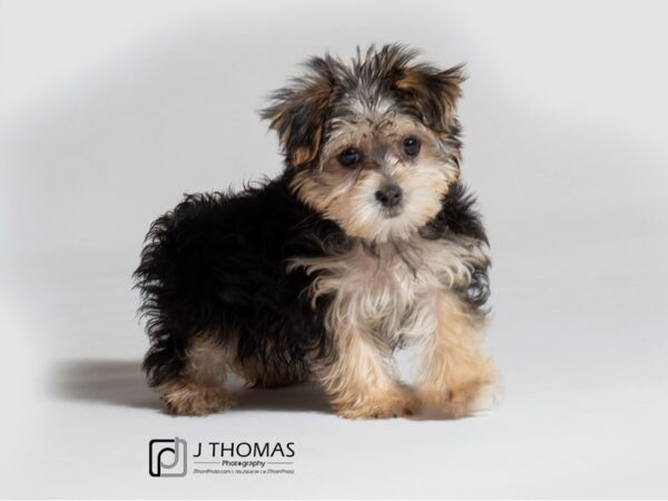 Morkie-DOG-Female-Black / Tan-18537-Petland Topeka, Kansas