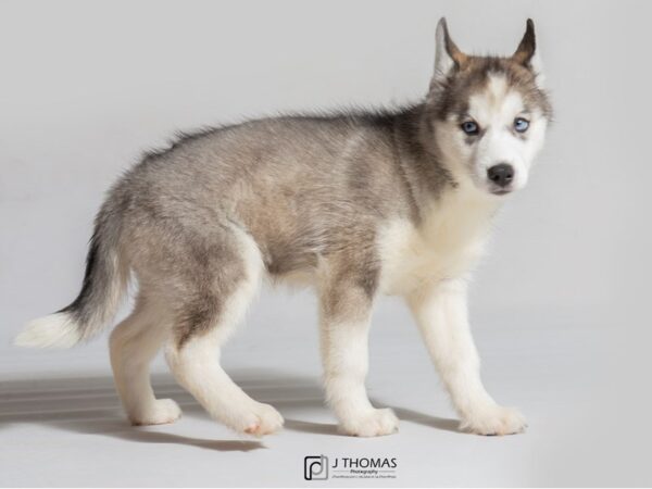 Siberian Husky DOG Female Agouti / White 18536 Petland Topeka, Kansas