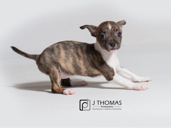 Chihuahua-DOG-Female-Brindle-18535-Petland Topeka, Kansas