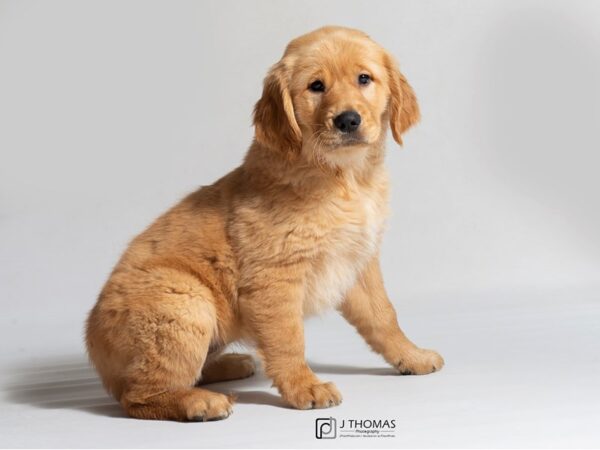 Golden Retriever DOG Female Golden 18526 Petland Topeka, Kansas