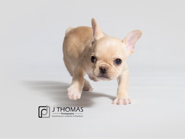 French Bulldog DOG Male 18525 Petland Topeka, Kansas