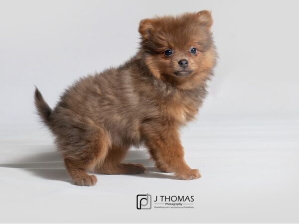 Pomeranian-DOG-Female-Red Sable-18528-Petland Topeka, Kansas