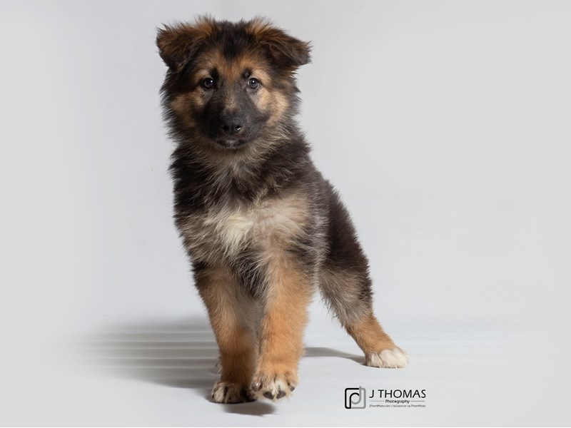 German Shepherd Dog-DOG-Female-Black / Tan-3067146-Petland Topeka, Kansas