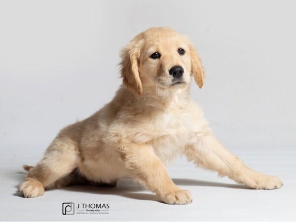 Golden Retriever DOG Female Golden 18533 Petland Topeka, Kansas