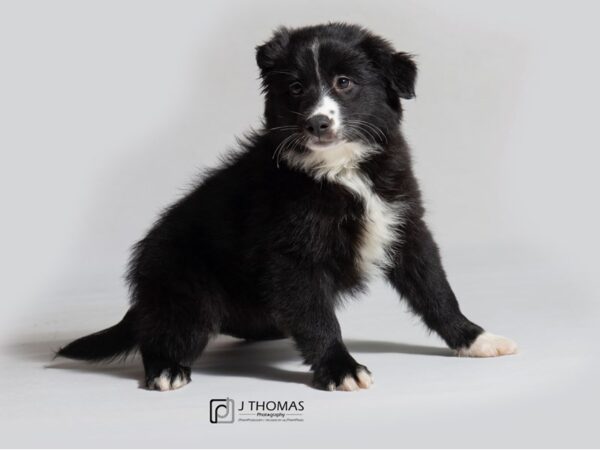 Australian Shepherd/Border Collie DOG Female BLK/WHT 18545 Petland Topeka, Kansas