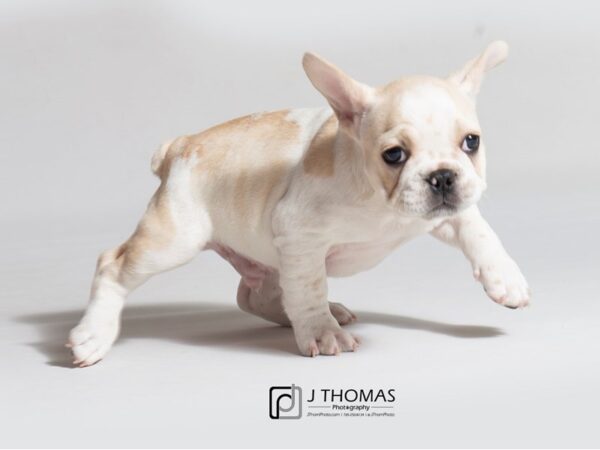 French Bulldog DOG Male Cream/Piebald 18551 Petland Topeka, Kansas