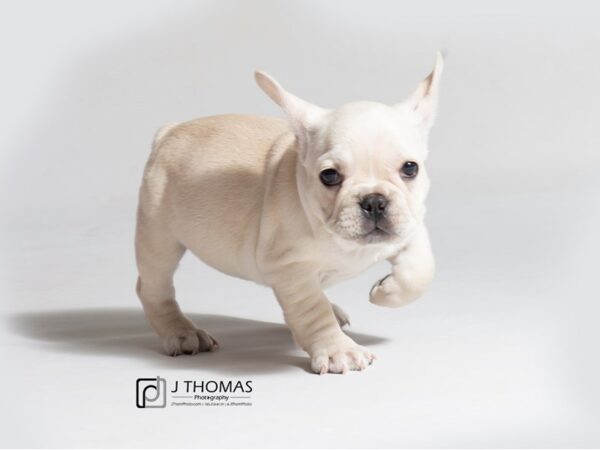 French Bulldog DOG Male Cream 18549 Petland Topeka, Kansas