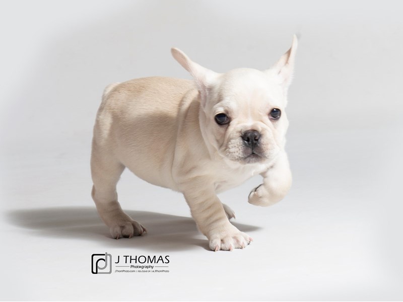 French Bulldog-DOG-Male-Cream-3079861-Petland Topeka, Kansas
