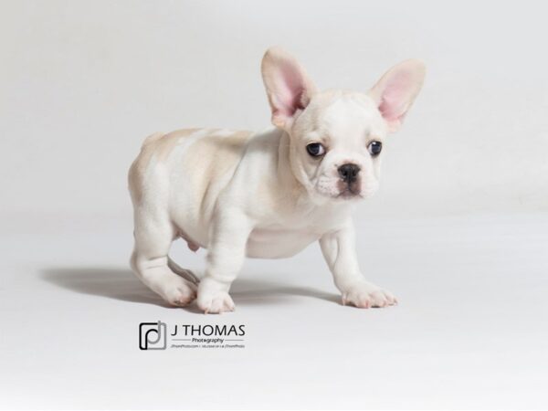 French Bulldog DOG Male Cream/Piebald 18550 Petland Topeka, Kansas