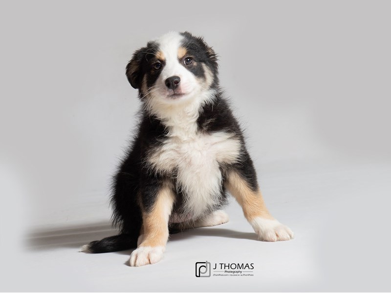 Australian Shepherd/Border Collie-DOG-Female-TRI-3079806-Petland Topeka, Kansas
