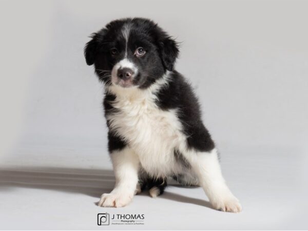 Australian Shepherd/Border Collie-DOG-Male-BLK/WHT-18547-Petland Topeka, Kansas