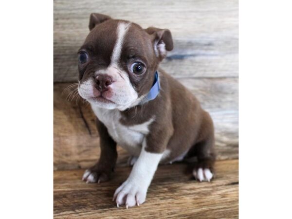 Boston Terrier-DOG-Female-Seal / White-18562-Petland Topeka, Kansas