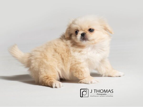 Pekingese-DOG-Female--18568-Petland Topeka, Kansas