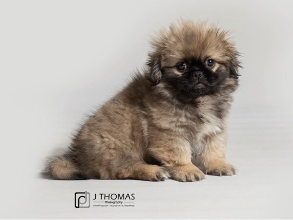 Pekingese DOG Male 18567 Petland Topeka, Kansas