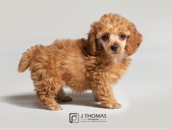 Poodle DOG Female Red 18565 Petland Topeka, Kansas