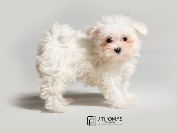 Maltese DOG Female White 18564 Petland Topeka, Kansas