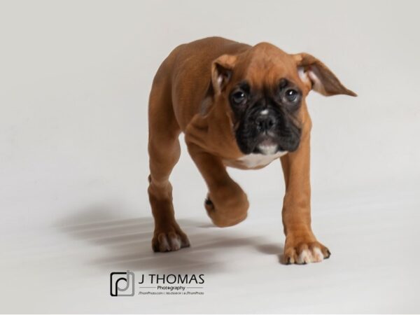 Boxer DOG Female Fawn 18563 Petland Topeka, Kansas