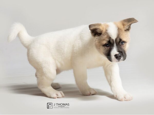 Akita DOG Female Fawn 18561 Petland Topeka, Kansas