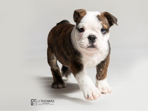 English Bulldog DOG Male Brindle and White 18560 Petland Topeka, Kansas