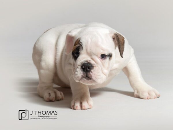 English Bulldog DOG Female White and Brown 18559 Petland Topeka, Kansas