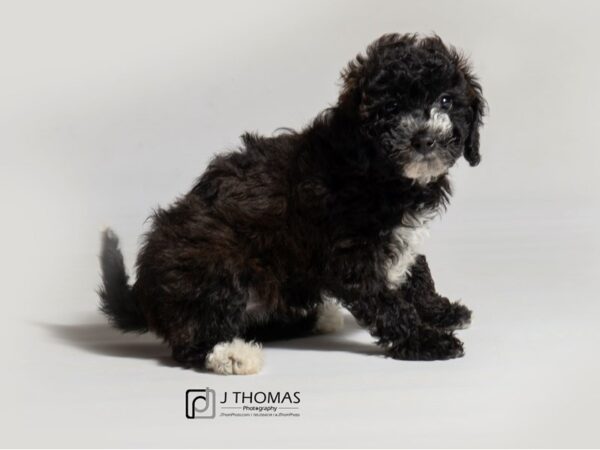 Maltipoo DOG Female Black 18558 Petland Topeka, Kansas